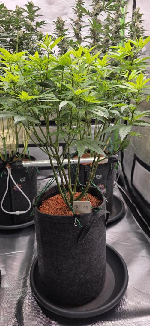 RS11 - Traphouse Genetics. Week 14