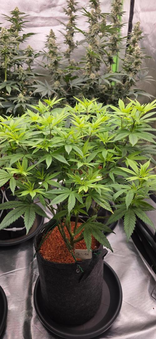 RS11 - Traphouse Genetics. Week 14