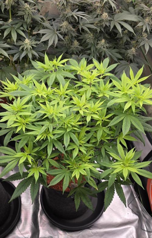 RS11 - Traphouse Genetics. Week 14