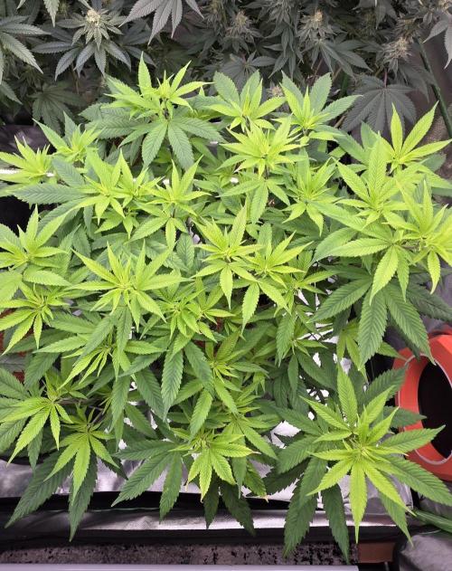 RS11 - Traphouse Genetics. Week 14