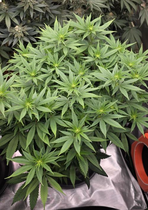 RS11 - Traphouse Genetics. Week 15