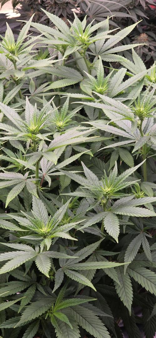 RS11 - Traphouse Genetics. Week 15