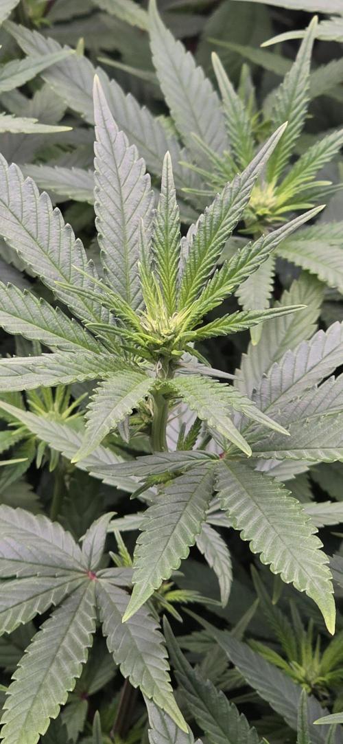 RS11 - Traphouse Genetics. Week 15