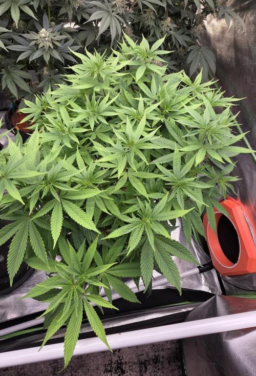 RS11 - Traphouse Genetics. Week 15