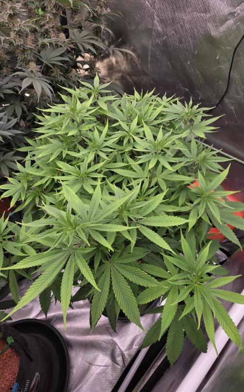 RS11 - Traphouse Genetics. Week 15