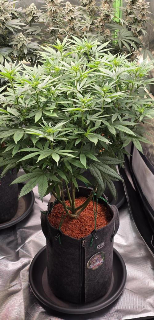 RS11 - Traphouse Genetics. Week 15