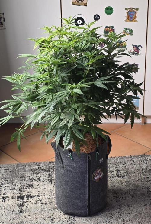 RS11 - Traphouse Genetics. Week 13