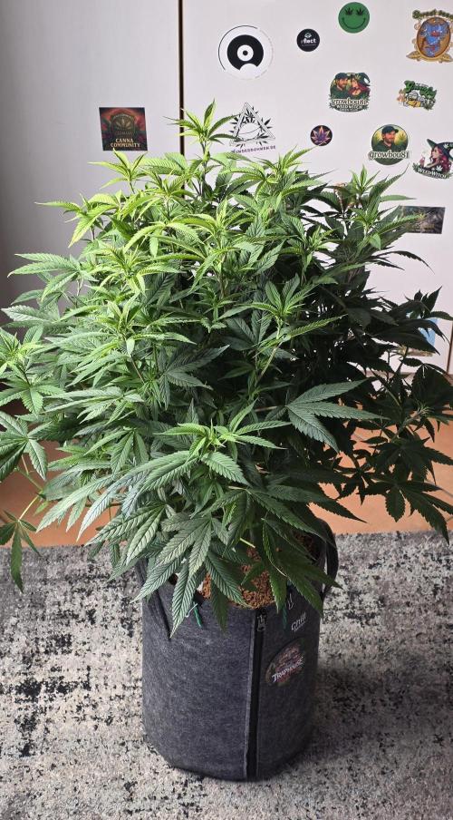 RS11 - Traphouse Genetics. Week 13