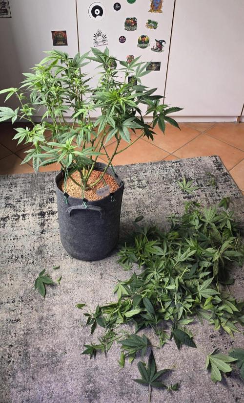 RS11 - Traphouse Genetics. Week 13