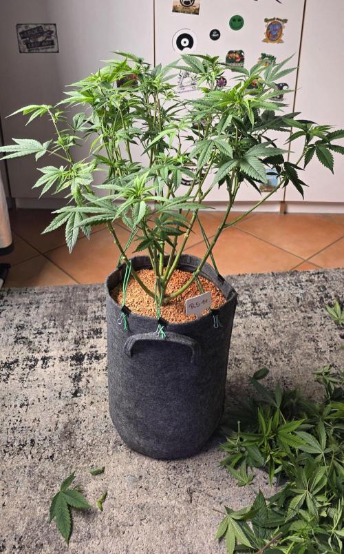 RS11 - Traphouse Genetics. Week 13
