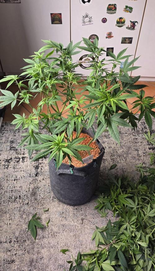 RS11 - Traphouse Genetics. Week 13