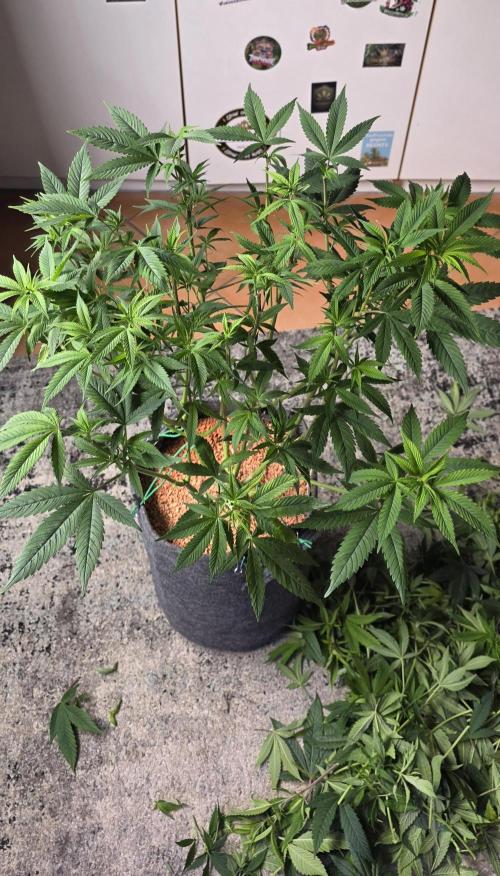 RS11 - Traphouse Genetics. Week 13