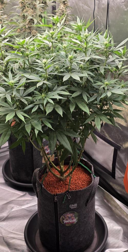 RS11 - Traphouse Genetics. Week 16