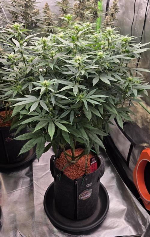 RS11 - Traphouse Genetics. Week 16