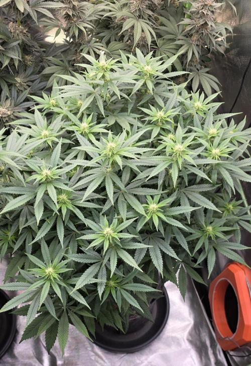 RS11 - Traphouse Genetics. Week 16