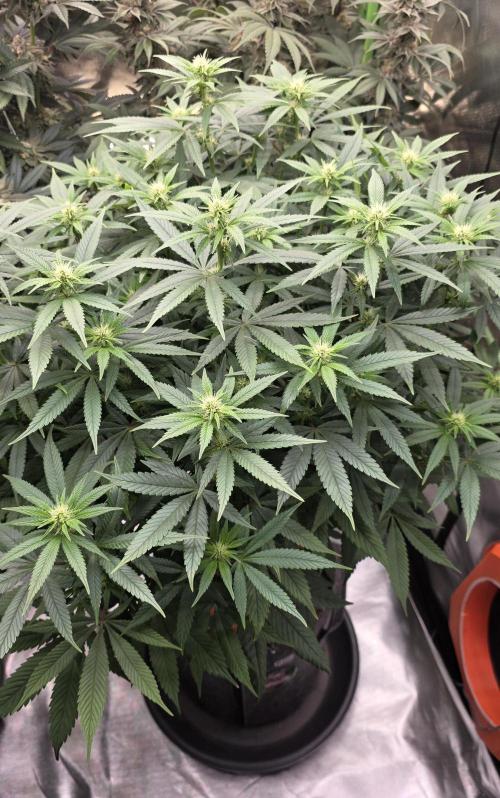 RS11 - Traphouse Genetics. Week 16