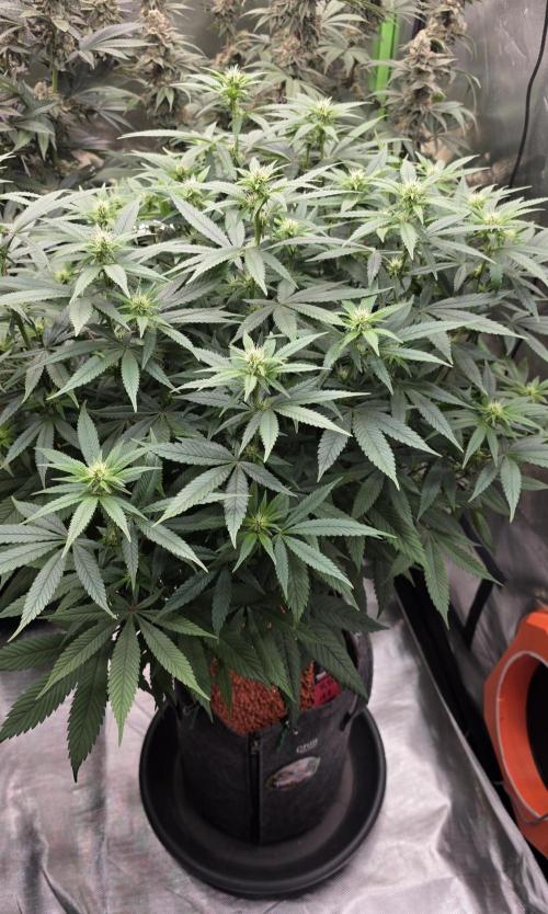 RS11 - Traphouse Genetics. Week 16