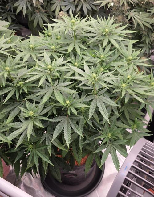RS11 - Traphouse Genetics. Week 16