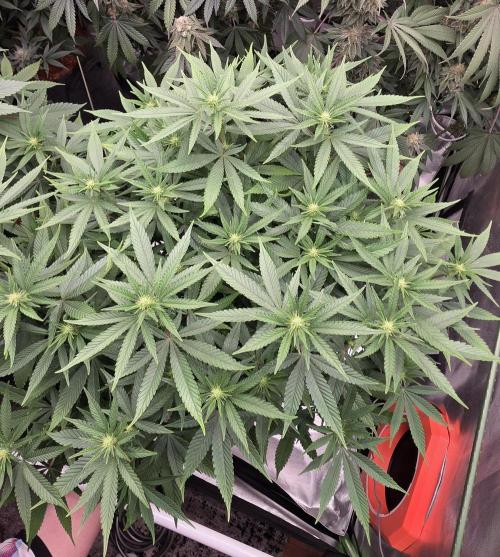 RS11 - Traphouse Genetics. Week 16