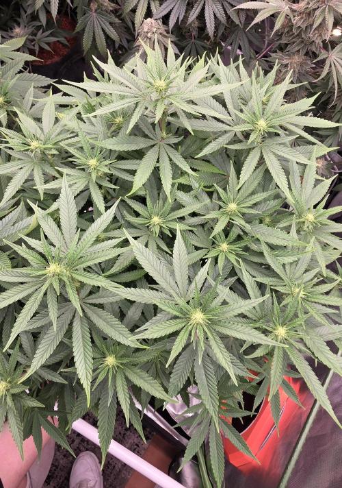 RS11 - Traphouse Genetics. Week 16