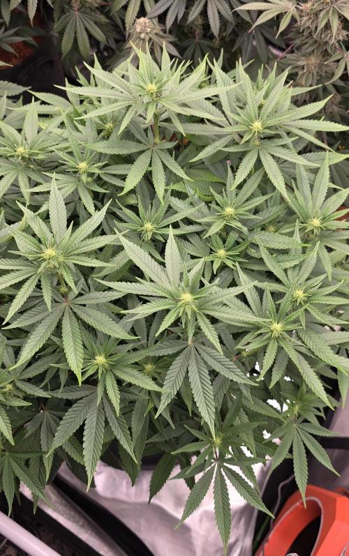 RS11 - Traphouse Genetics. Week 16