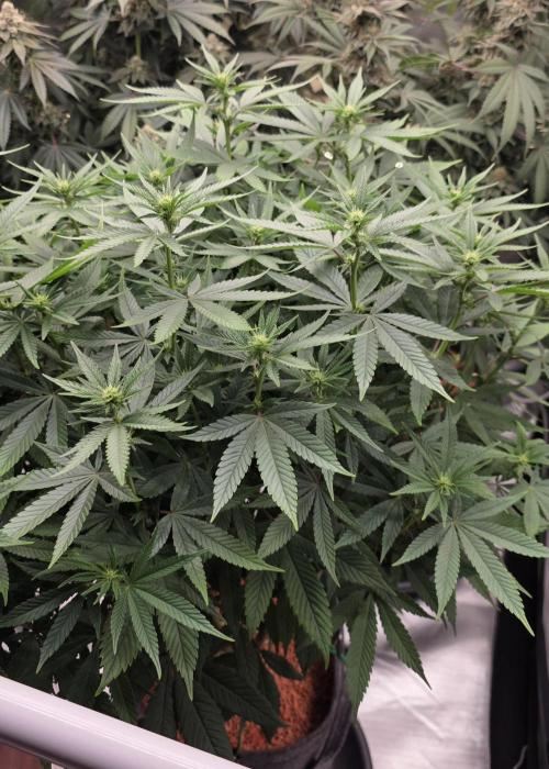 RS11 - Traphouse Genetics. Week 16