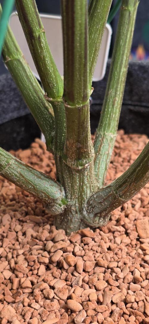 RS11 - Traphouse Genetics. Week 16