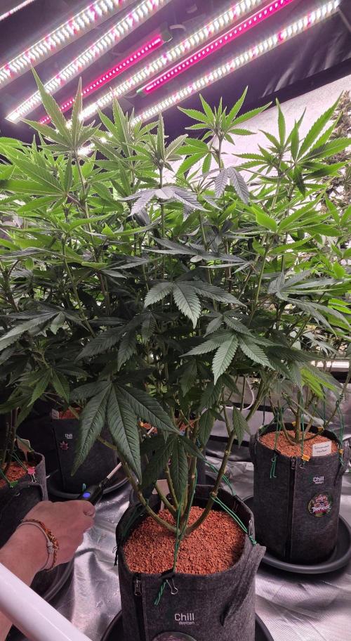 RS11 - Traphouse Genetics. Week 16