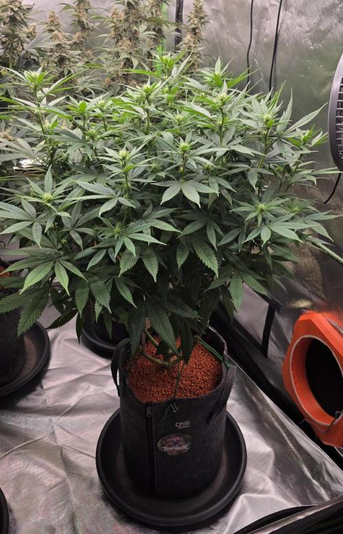 RS11 - Traphouse Genetics. Week 16