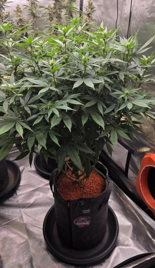 RS11 - Traphouse Genetics. Week 16
