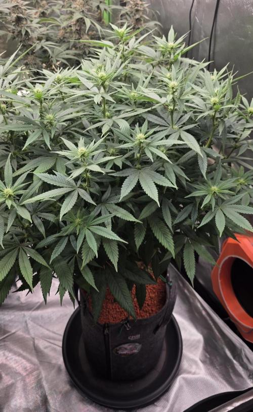 RS11 - Traphouse Genetics. Week 16