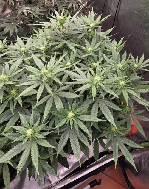 RS11 - Traphouse Genetics. Week 16