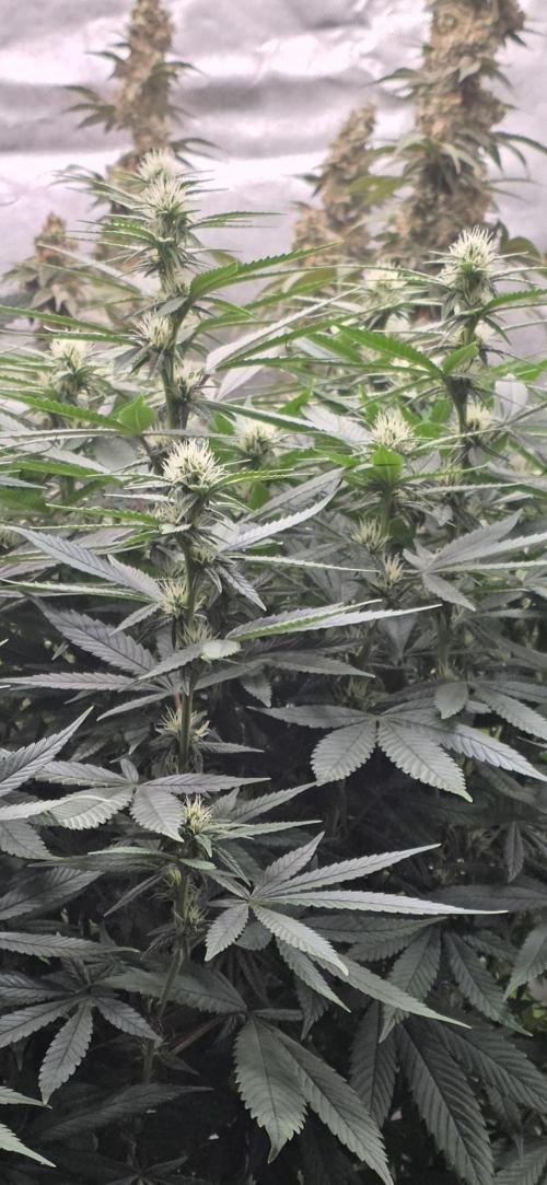 RS11 - Traphouse Genetics. Week 17