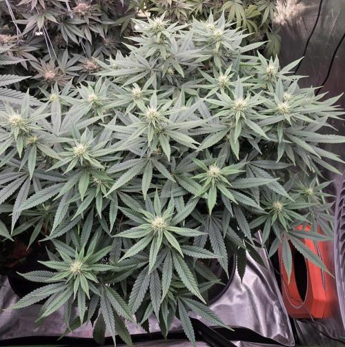 RS11 - Traphouse Genetics. Week 17