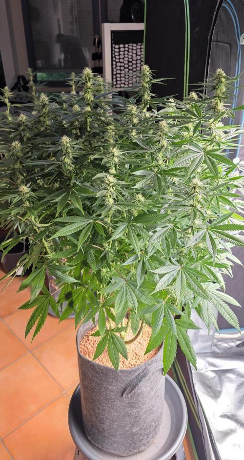 RS11 - Traphouse Genetics. Week 17
