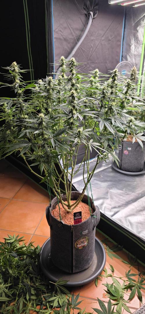 RS11 - Traphouse Genetics. Week 17