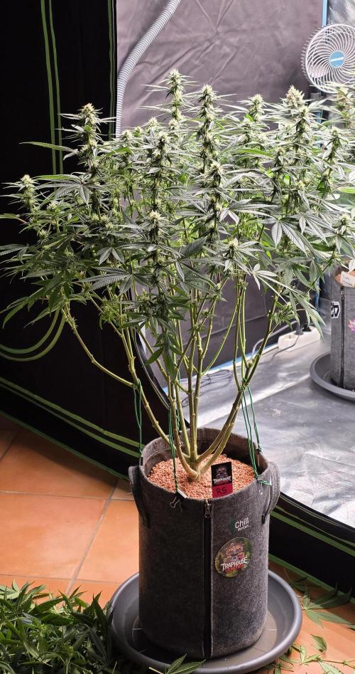 RS11 - Traphouse Genetics. Week 17