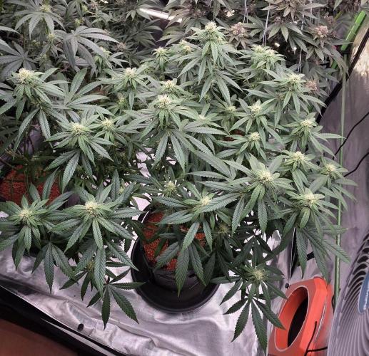 RS11 - Traphouse Genetics. Week 17