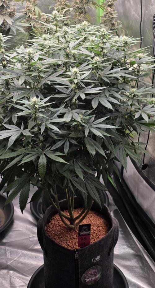 RS11 - Traphouse Genetics. Week 17