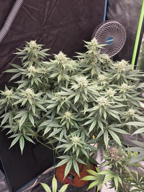 RS11 - Traphouse Genetics. Week 18