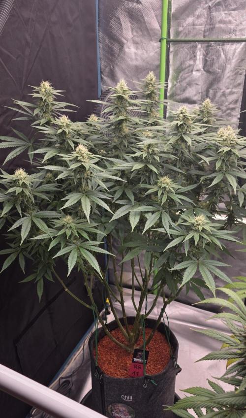 RS11 - Traphouse Genetics. Week 18