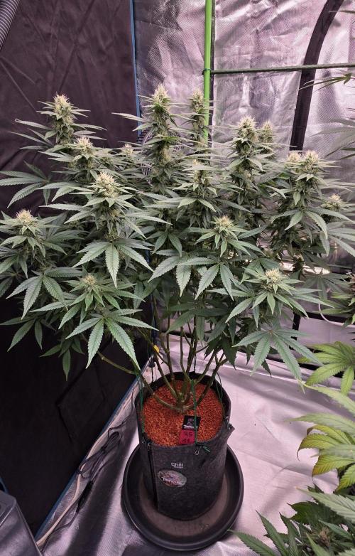 RS11 - Traphouse Genetics. Week 18