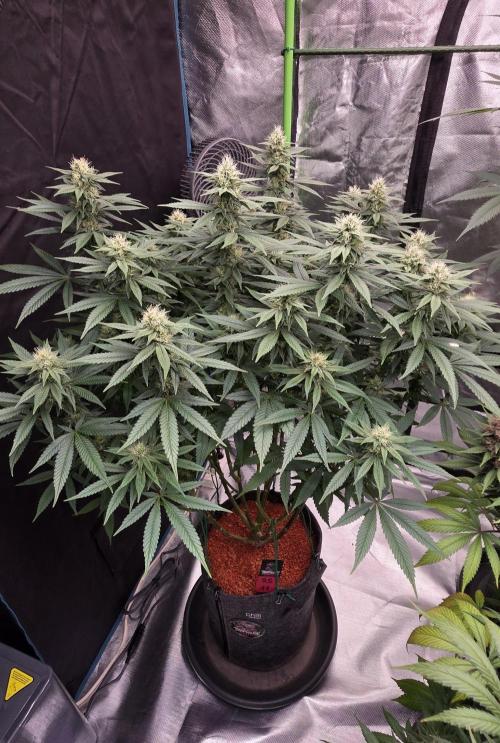 RS11 - Traphouse Genetics. Week 18