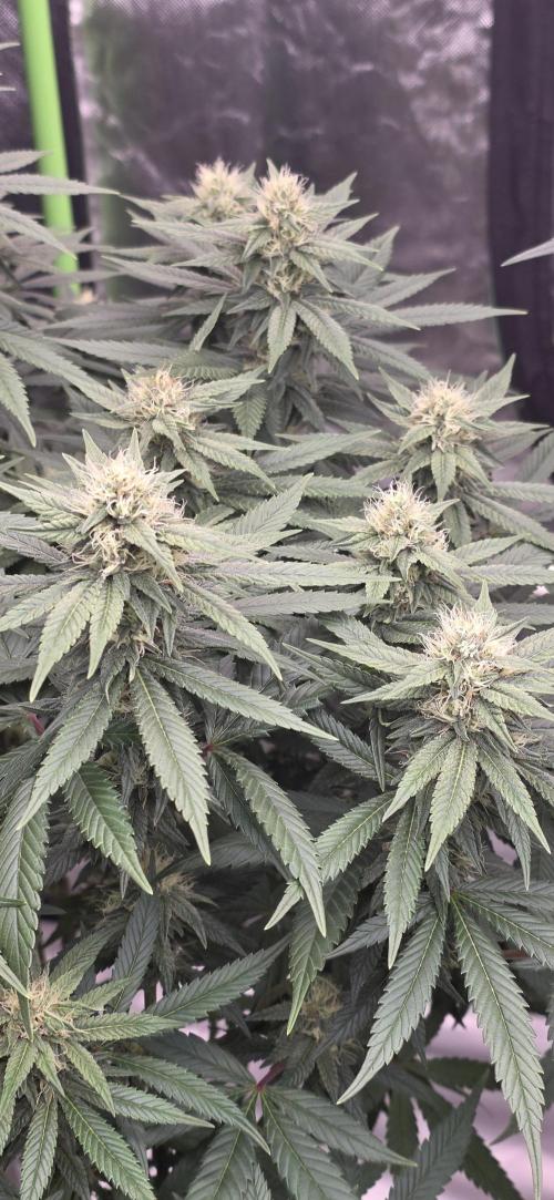 RS11 - Traphouse Genetics. Week 18