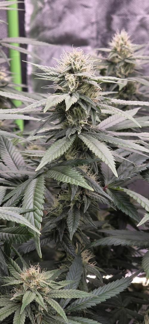RS11 - Traphouse Genetics. Week 18