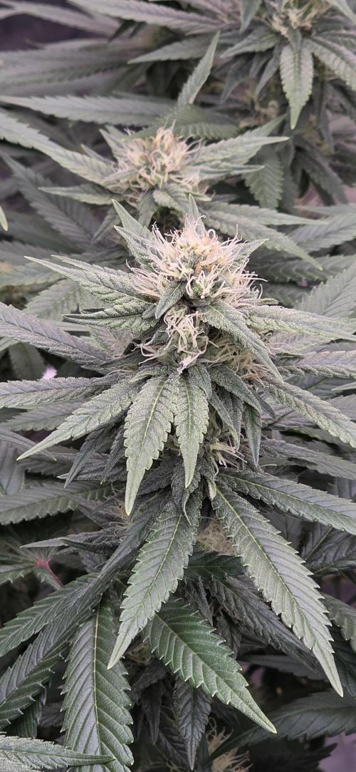 RS11 - Traphouse Genetics. Week 18