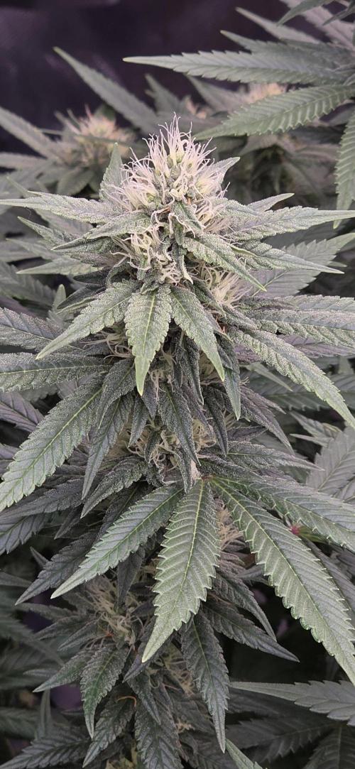 RS11 - Traphouse Genetics. Week 18