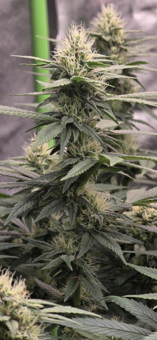 RS11 - Traphouse Genetics. Week 18