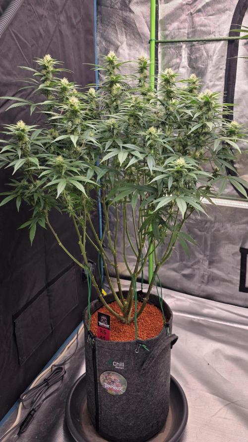 RS11 - Traphouse Genetics. Week 18