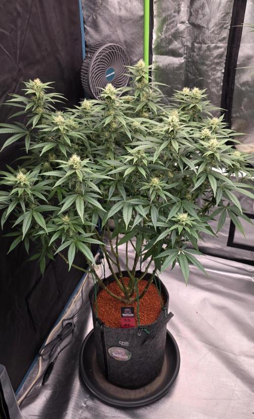 RS11 - Traphouse Genetics. Week 18